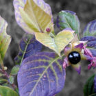 A color photograph of a belladonna plant, with light green leaves edged in a soft purple. There is a purple flowerbud in mid-bloom on the middle left of the photo, and a sigle pitch-black berry in the center.