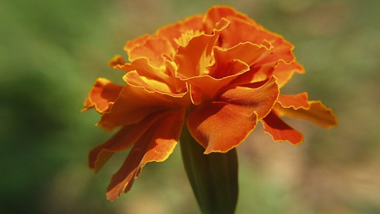 French Marigold