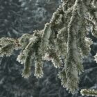 A photograph of a snow-covered, soft sage green pine bough against a blurred background of a coniferous forest blanketed in a layer of new-fallen snow.