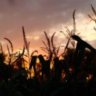 Silhouette of corn stalks and tassels against a sunset