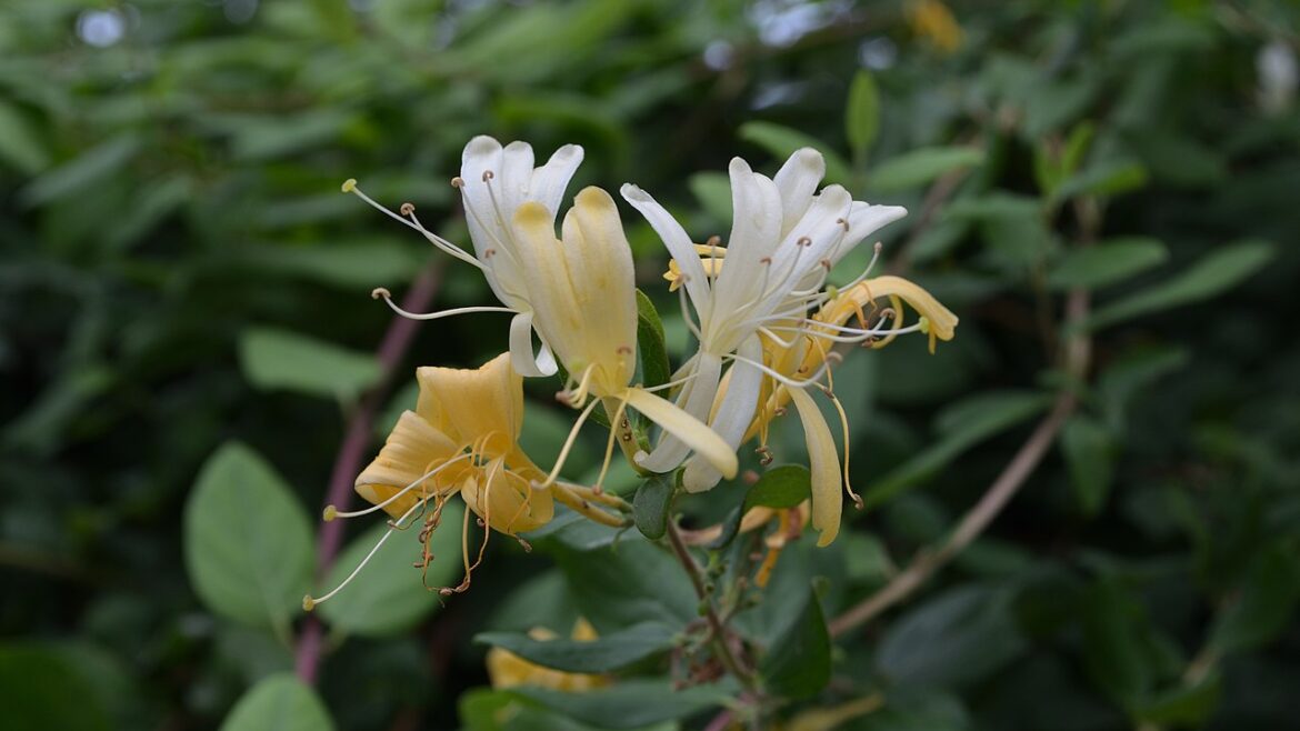 Fragrant yellow and white honeysuckle flower.