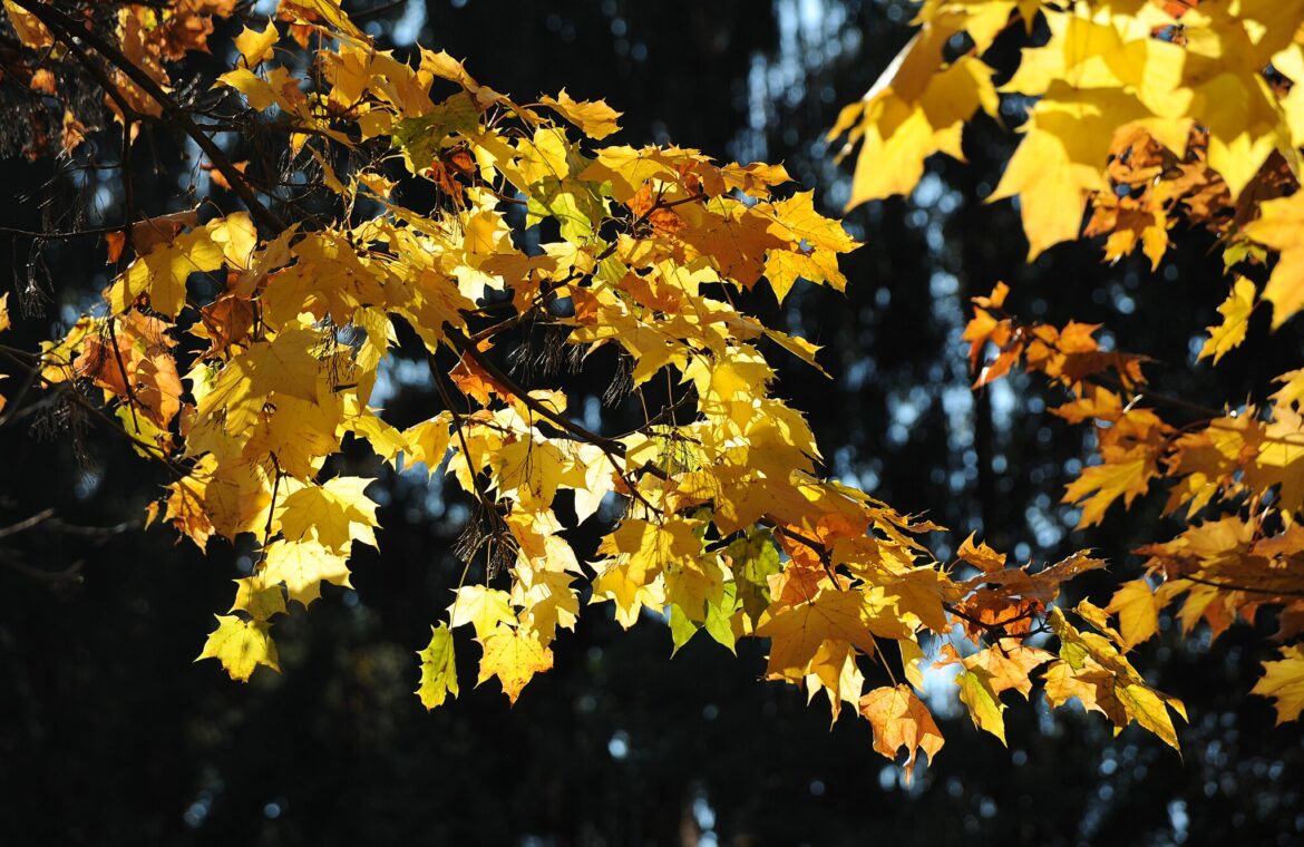 Yellow maple leaves on a branch illuminated by sunlight