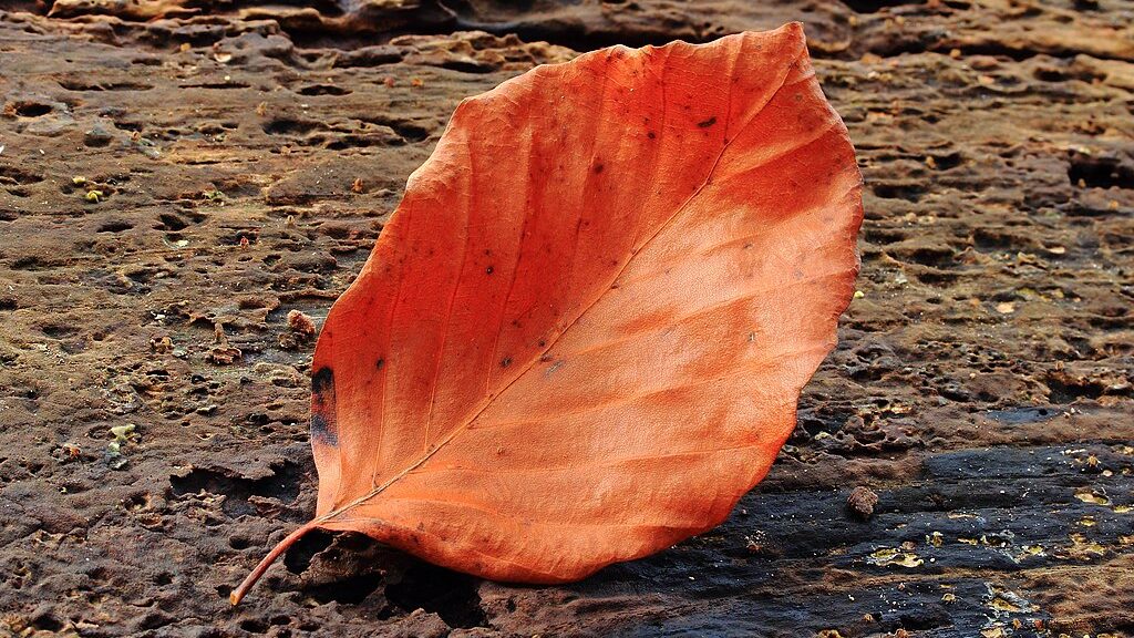 Orange leaf