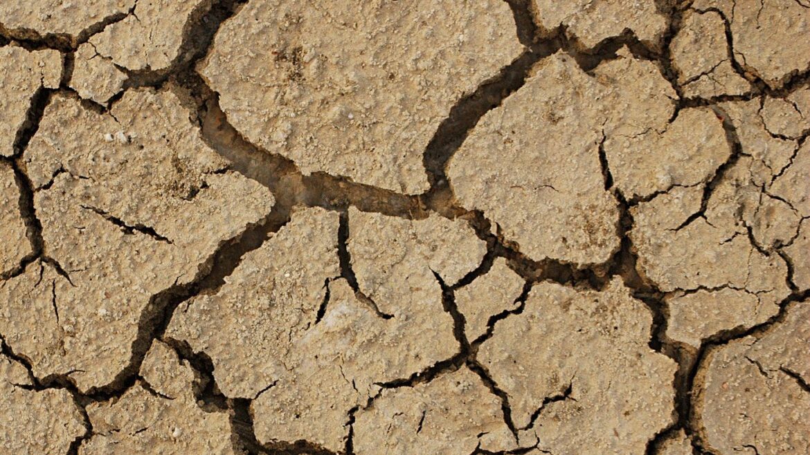 Cracked desert ground