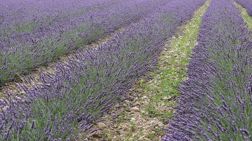 Lavender Flower Field