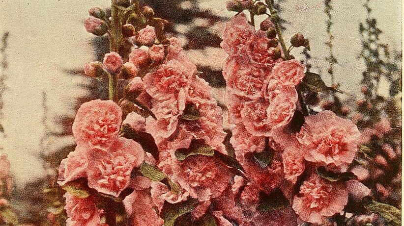 vintage pink flowers in a garden