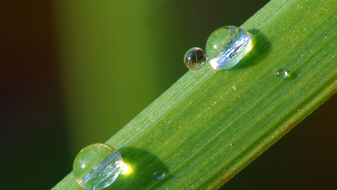 Close up of dew drop on grass blade