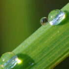 Close up of dew drop on grass blade