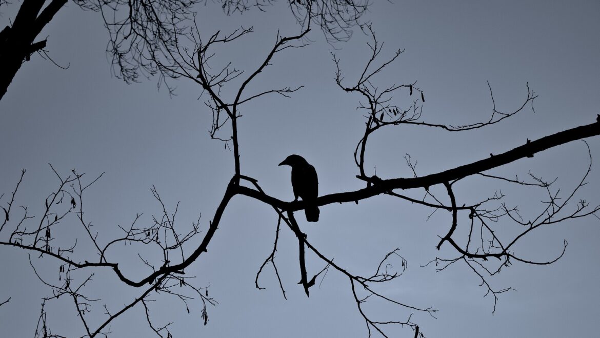 Photograph of a cow silhouetted on a bare tree with dark skies.