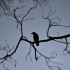 Photograph of a cow silhouetted on a bare tree with dark skies.