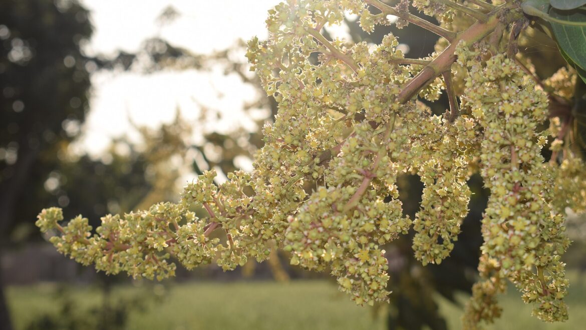 This is a photograph of an out of season mango tree branch.