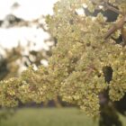 This is a photograph of an out of season mango tree branch.