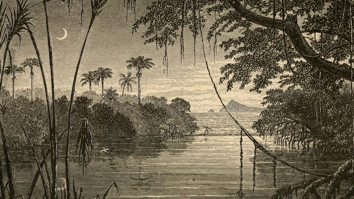 This is an etching of a swamp at nighttime. It places palm trees on prominent display and the moon is reflected in the swamp water.