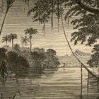 This is an etching of a swamp at nighttime. It places palm trees on prominent display and the moon is reflected in the swamp water.