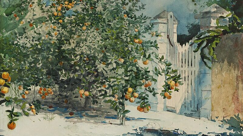 An outdoor scene of an orange tree that hangs low to the ground-- almost like a bush, stands by a white picket fence protected by a white picket gate.